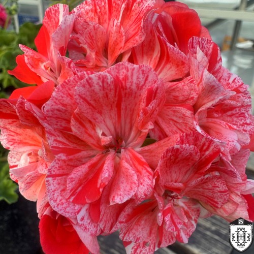 Pelargonium 'LiA Barselona' - Pelargoon 'LiA Barselona' P9/0,55L 